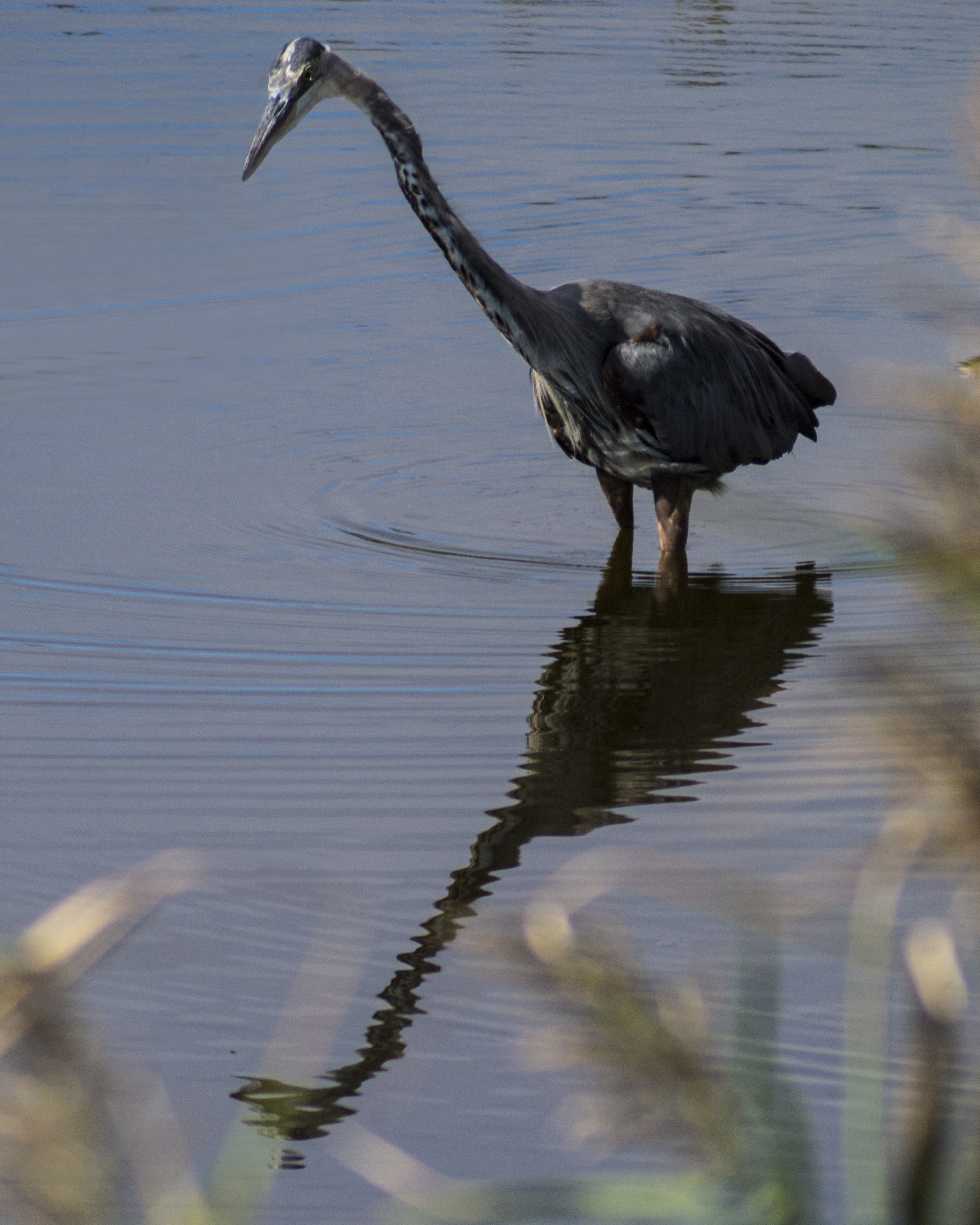 great blue heron