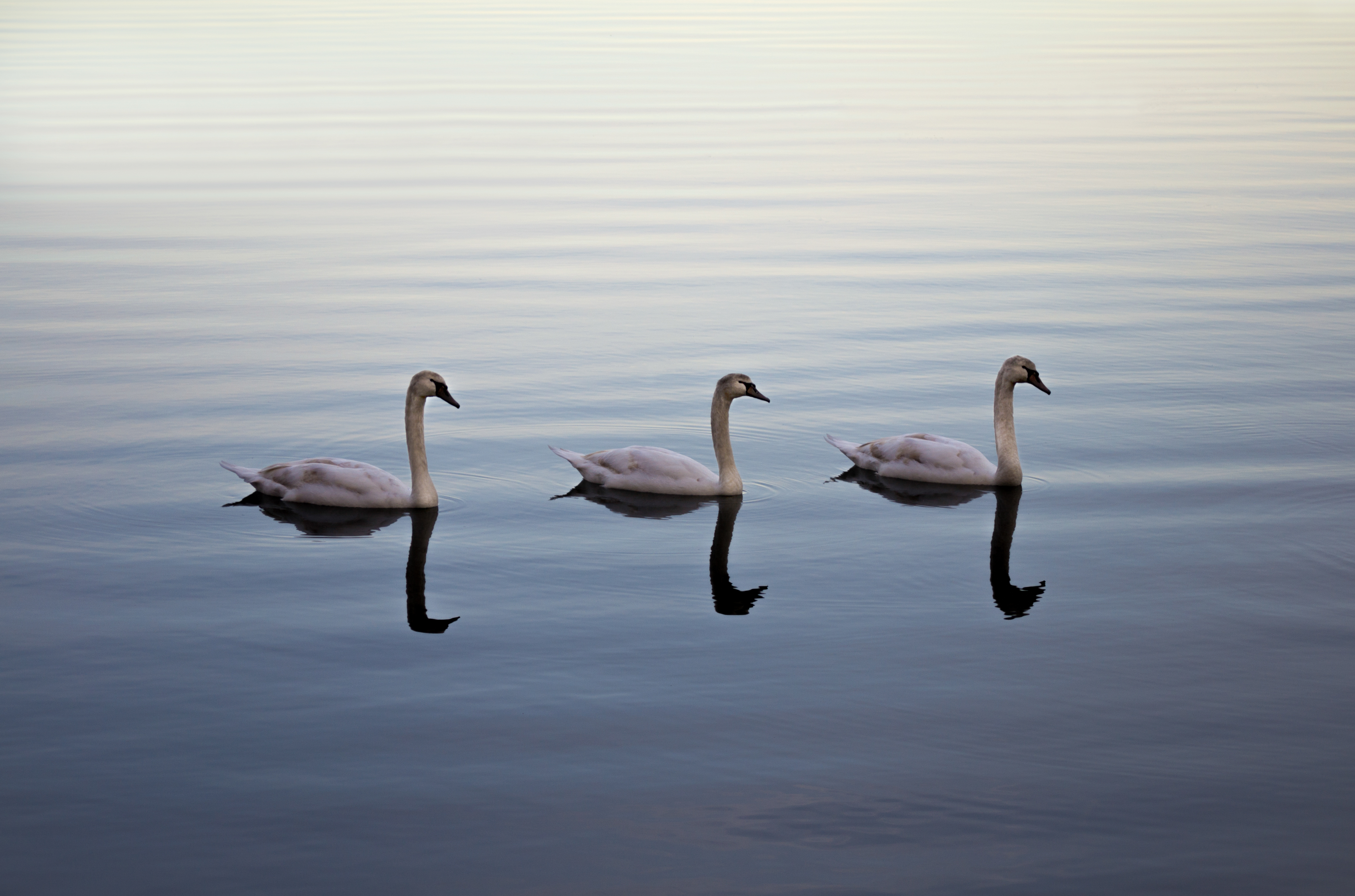 swans