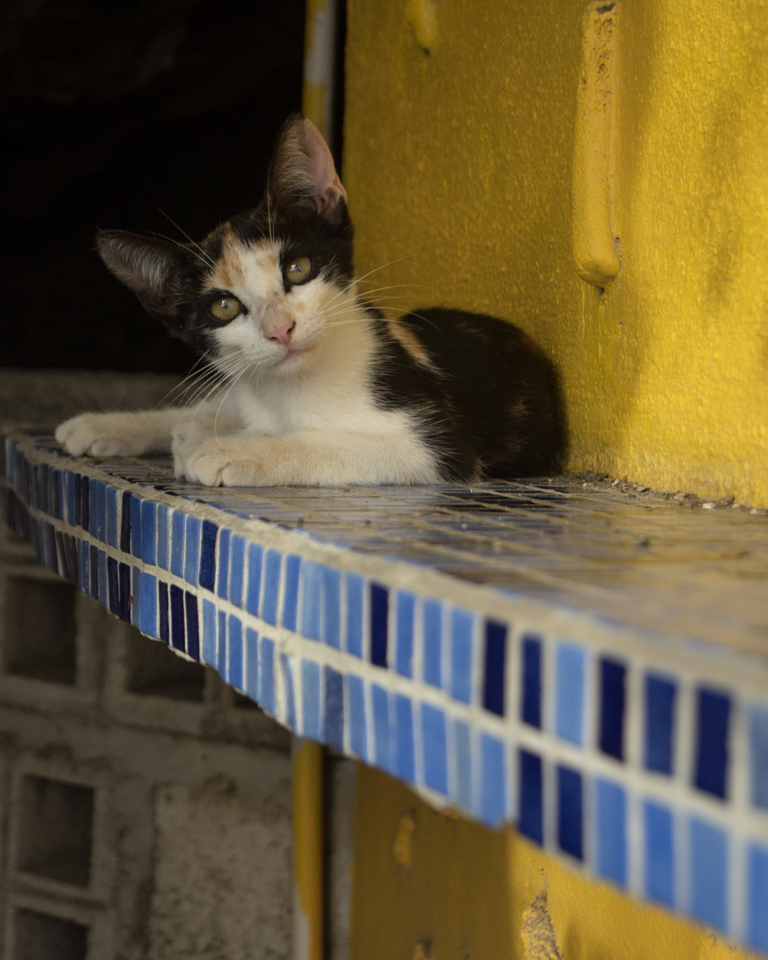 curacao cat