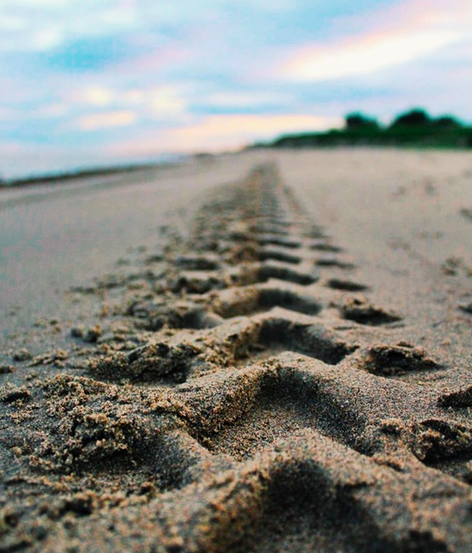 Tracks in the Sand